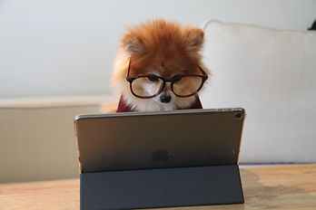 En liten hund med stora glasögon ger datorhjälp hemma medan han sitter framför en surfplatta på ett stativ.